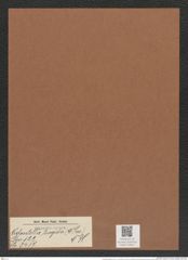 Odontella turgida (W. Sm.) V. H. (de-Toni-Nr.: Genus 122, Species 3437) Zeichnungen Sammlung Grunow Mappe 03641 (Herbarium_W_Grunow_drawings_Folder_03641)